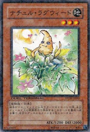No.4380 ナチュル・ラグウィード